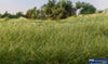 Woo-Fs626 Woodland Scenics Bag Static-Grass Flock Medium-Green (12Mm Length) Scenery