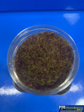 MBB-SG5WB MT Scenery - Static Grass - 5mm 400ml - Wild Brown - Scenery
